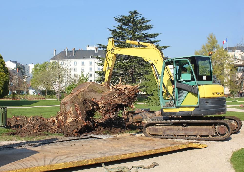 Expert en Dessouchage
